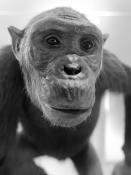naturhistorisches museum basel 8-2022 4921-